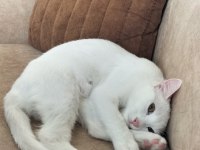 1 yaşında Ankara kedisi ücretsiz sahiplendirme