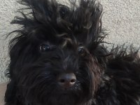 Gecenin Dodosu poodle