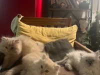 Anne altından 2 aylık chinchilla yavrular