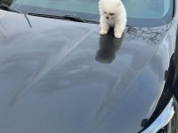 Sevimli pomeranian boo