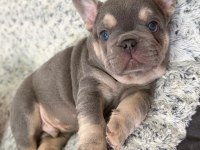 FRENCH BULLDOG YAVRULARI 