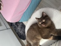British shorthair çikolata erkek bebek
