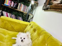 Pomeranian erkek