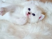 Silver ve silver point iki dişi yavru british shorthair