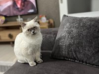 Aşıları tam british shorthair