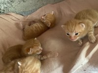Sarman yavru tekir kedi