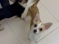 9 Aylık Chihuahua Bebeklerimiz Sahiplendirilecektir