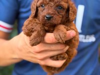 Toy Poodle Yavrular