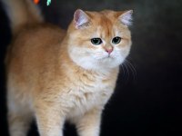 British shorthair ny12 full şecere