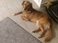 Golden retriever 6 yaşında