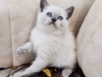 BRİTİSH SHORTHAİR BLUE POİNT
