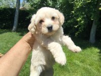 MALTİPOO YAVRULAR