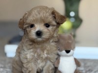 SAFKAN MALTİPOO YAVRULARI