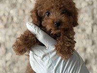 Şık Görünümün ve Sevimliliğin Buluşması Toy Poodle