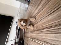 Sağlıklı süper oyuncu 0 numara toy poodle erkek