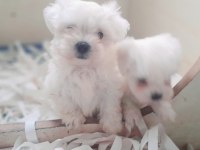 0 numara bembeyaz maltese terrier yavrularımız