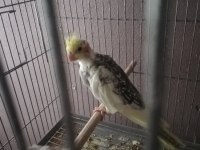 Yeni Yeme Düşecek Sultan Papağanı Yavruları