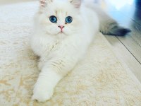 British Longhair