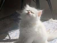 Kar Beyazı A Kalite Pofuduk Yavrum