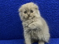 İstanbul içi Adrese teslim lilak scottish fold longhair