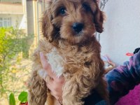 2.5 aylık maltipoo