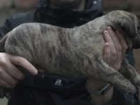 A Class Dev Adayı Presa Canario Yavruları
