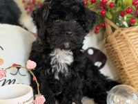 Siyah aşkına mükemmel erkek köpeğimiz