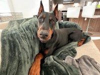 Hırslı Doberman yavrular