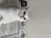 Sliver yavru kedi