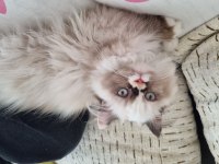 BRİTİSH LONGHAİR (UYGUNA+MALZEMESİ ÜCRETSİZ)