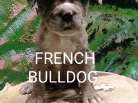 FRENCH BULLDOG