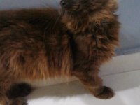 Safkan minik dev maine coon