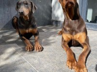 İsabella, Blue ve Kızıl renk özel eğitimli dobermanlar