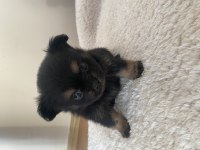 Yavru pomeranian