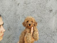 Maltipoo f2 poodle suratlı bebişler