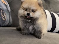 45 Günlük Erkek Pomeranian Boo