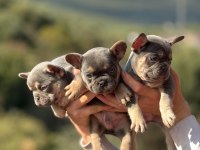 SEVİMLİ FRENCH BULLDOG KÖPEKLER