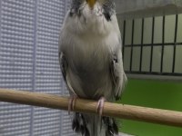 Show jumbo muhabbet kuşlar