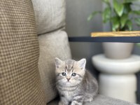 Bebek Yüz Brıtısh Shorthair Yavrularım 