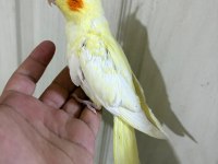 51 GÜNLÜ KUSURSUZ LUTİNO BEBEK SULTAN