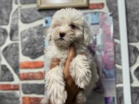 Maltipoo Yavrularımızı Canlı Görerek Alabilirsiniz