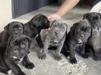 Cane Corso Köpekler