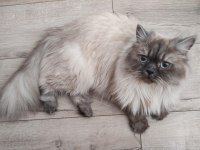 BluePoint British Longhair Dişi