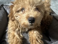 3 aylık yavru poodle