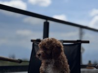 ÇİFT RENK TOY POODLE YAVRUMUZ YENİ YUVASINA HAZIR