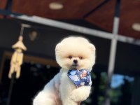 Pamuk Şekeri Pomeranian Boo