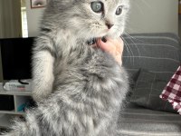 British Shorthair Bebekler, %100 Irk Garantisi