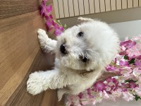 Bichon frise köpeği