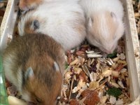 Bebek Hamster