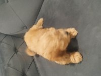 A kalite maltipoo dişi